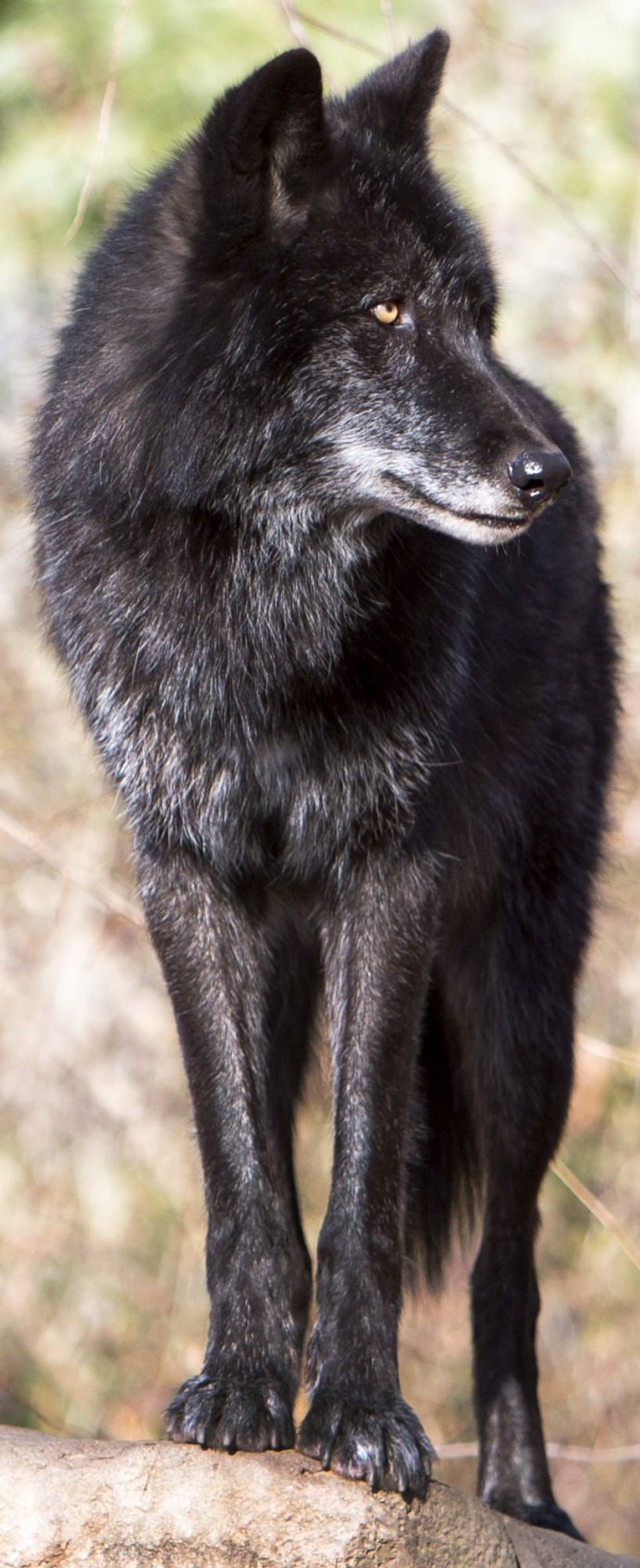 Канадский черный Бизоний волк