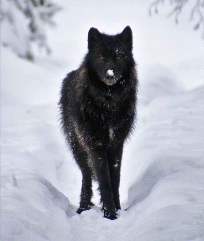 Черный Аляскинский волк