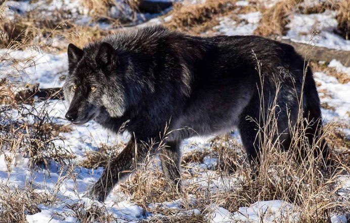 Флоридский чёрный волк