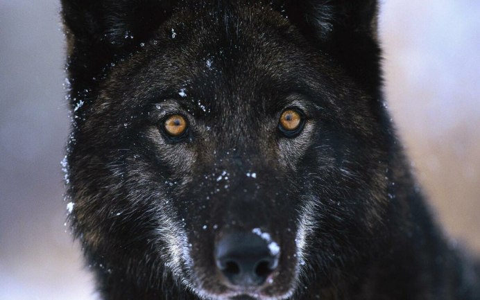 Канадский волкособ вольфхунд