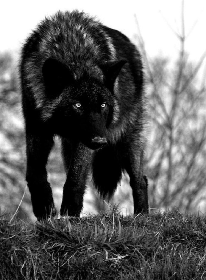 Макензенский волк черный