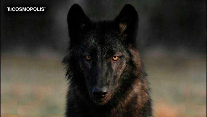 Чёрный волк мир