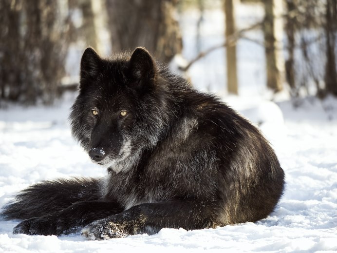 Саарлосский вольфхунд