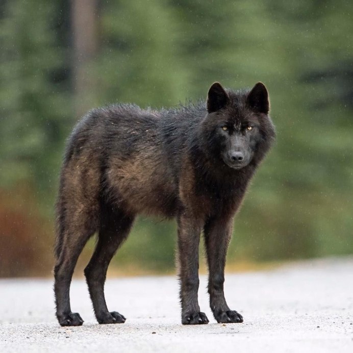 Черный Аляскинский волк