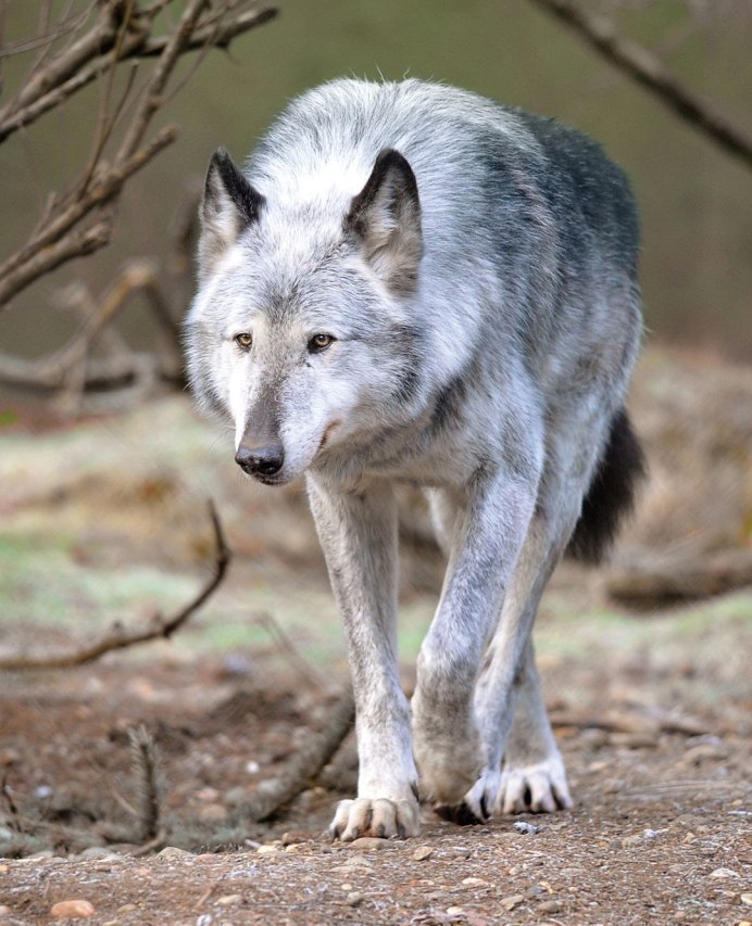 Канадский волкособ вольфхунд