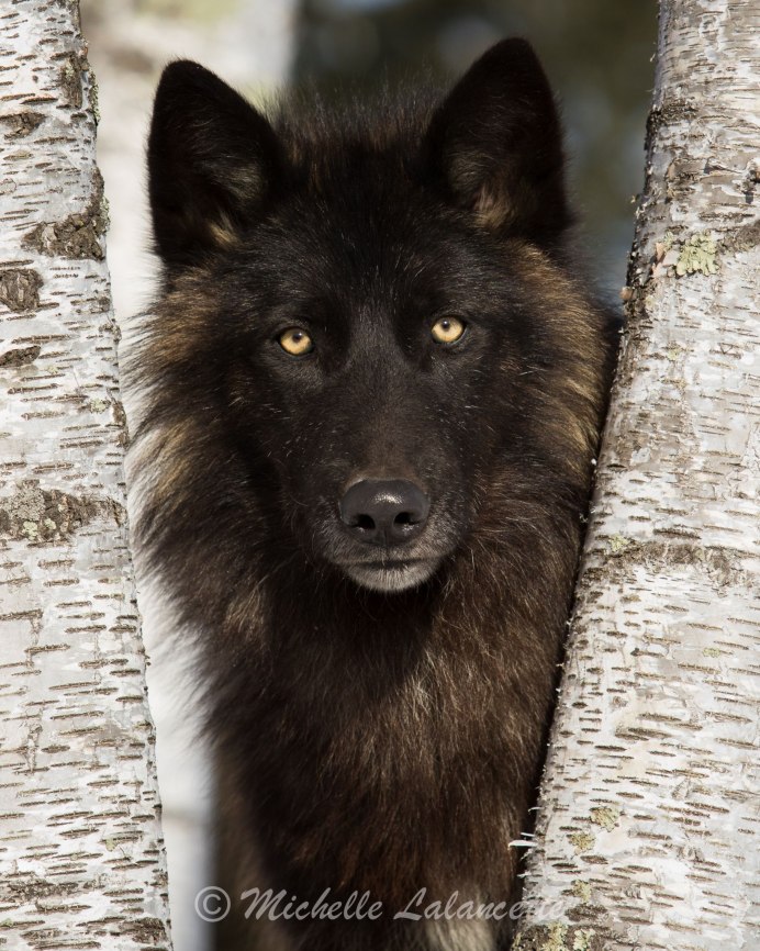 Тундровая овчарка