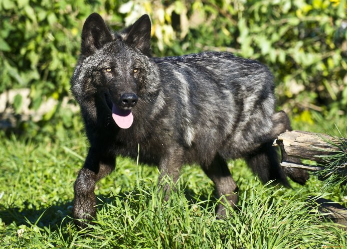 Канадский волкособ вольфхунд