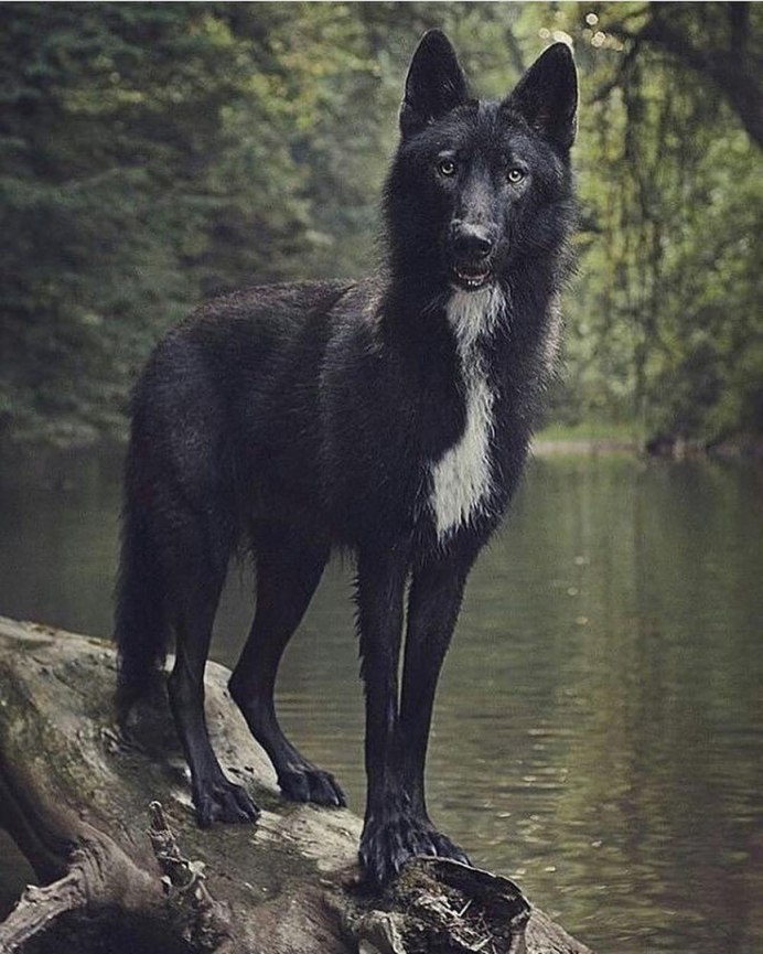 Сириус Блэк собака порода