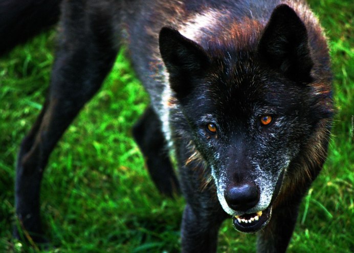 Флоридский чёрный волк вымерший