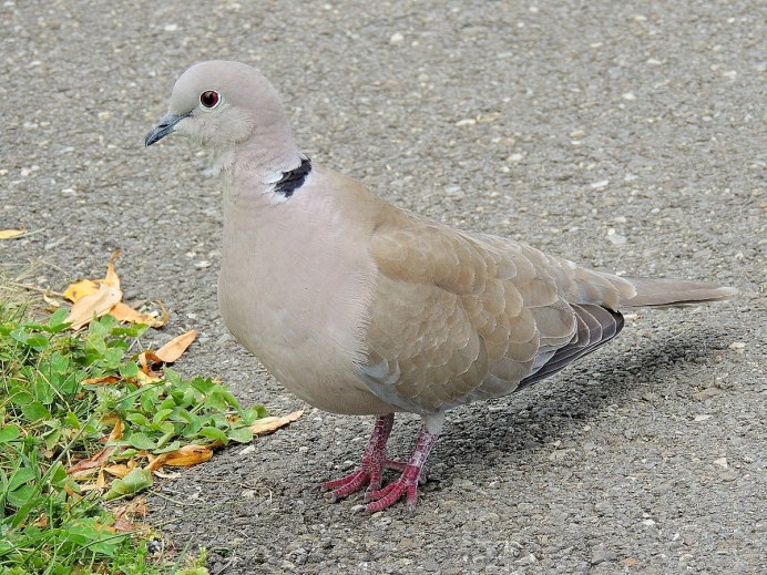 Streptopelia roseogrisea