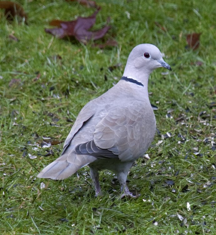 Streptopelia vinacea