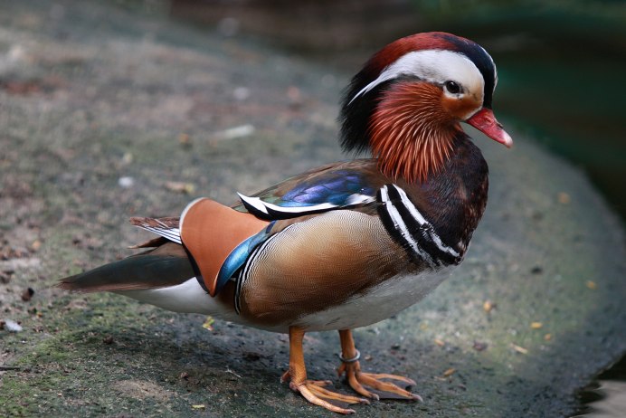 Zeesea blush Mandarin Bird