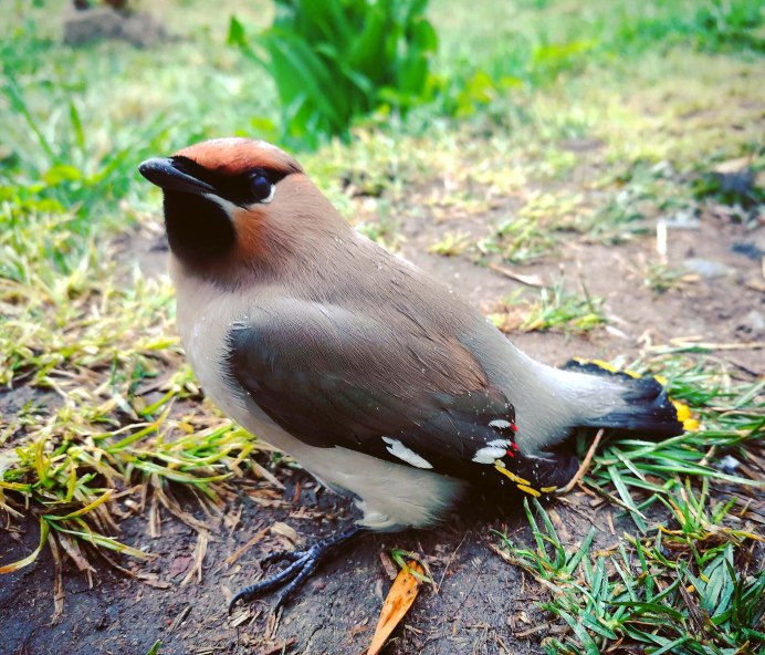 Свиристель обыкновенный (Bombycilla garrulus)