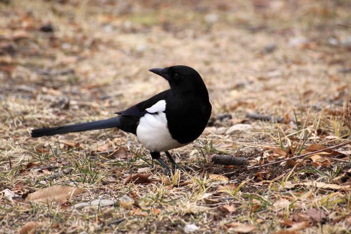 Wild Magpie