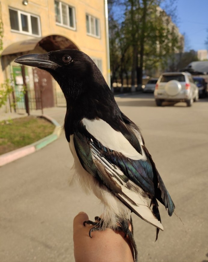 Голубая ворона
