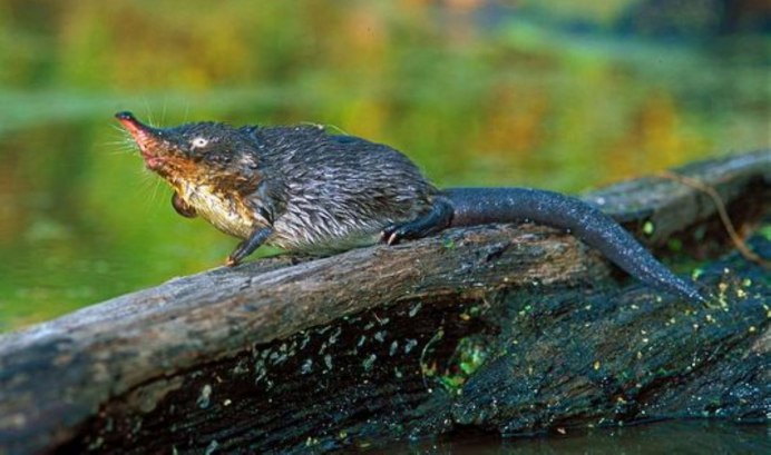 Русская выхухоль Desmana moschata