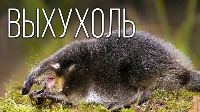 Выхухоль европейская