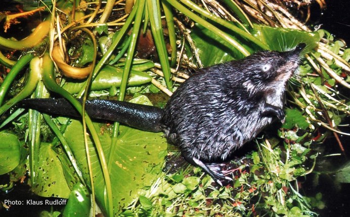 Русская выхухоль Desmana moschata