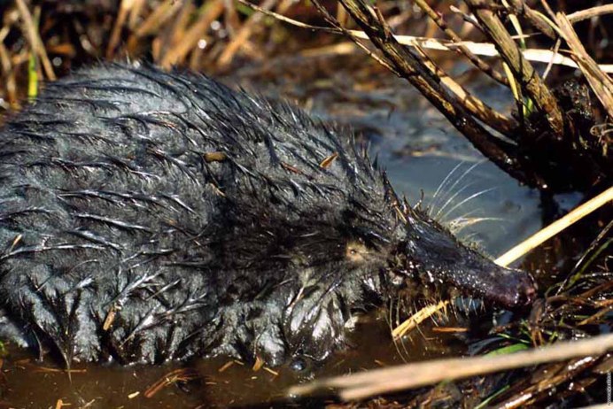 Русская выхухоль Desmana moschata