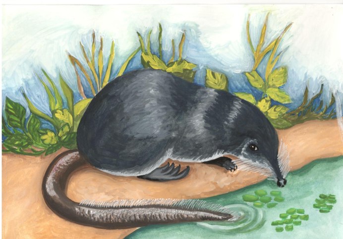 Русская выхухоль Desmana moschata Linnaeus, 1758