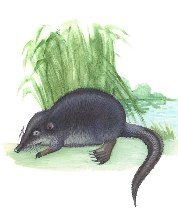 Русская выхухоль Desmana moschata Linnaeus, 1758