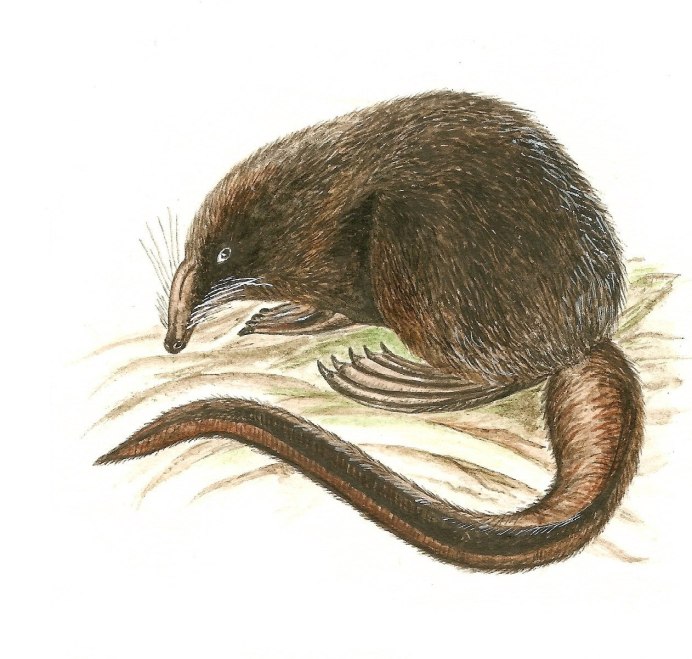 Русская выхухоль Desmana moschata Linnaeus, 1758