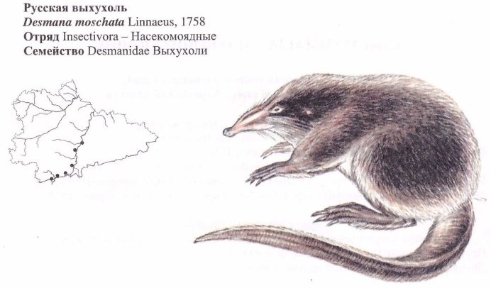 Щелезуб животное
