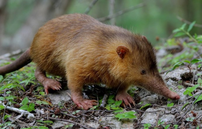 Solenodon paradoxus