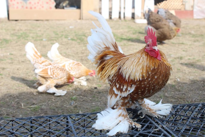 Куры Cochin Bantam