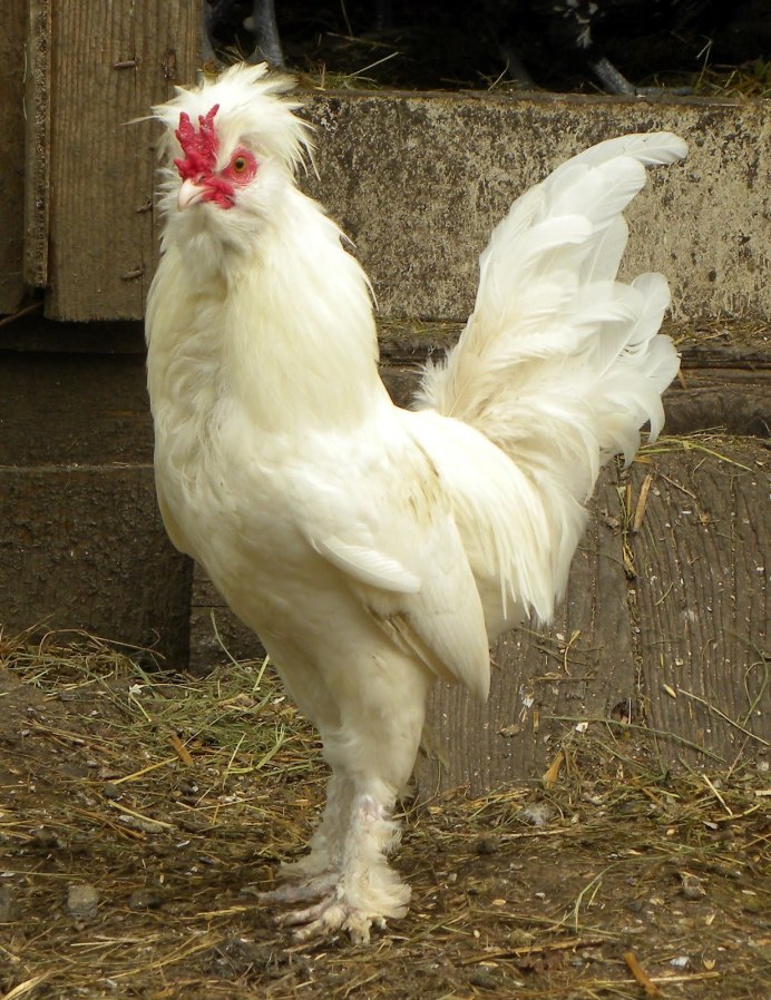 Куры породы султанка