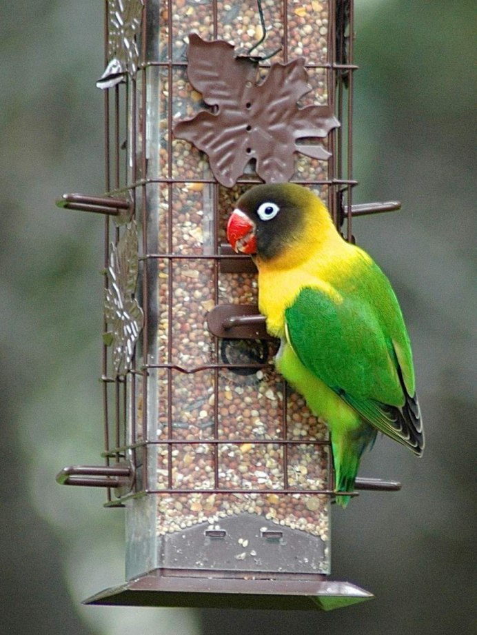 Масковые неразлучники (Agapornis personatus)