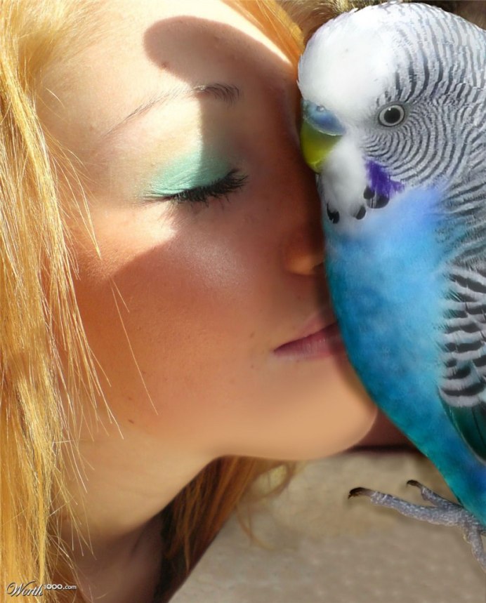 Волнистый попугай девочка