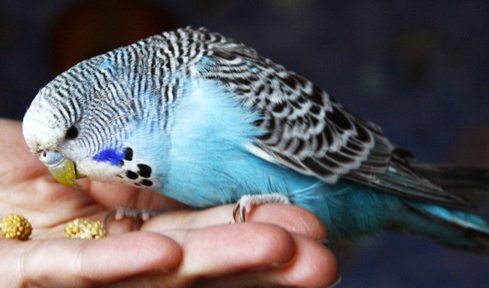 Молодой волнистый попугай