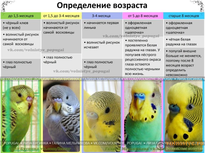 Как понять Возраст волнистого попугая