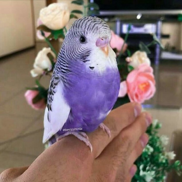 Фиолетовый волнистый попугай