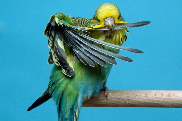 Волнистый попугай