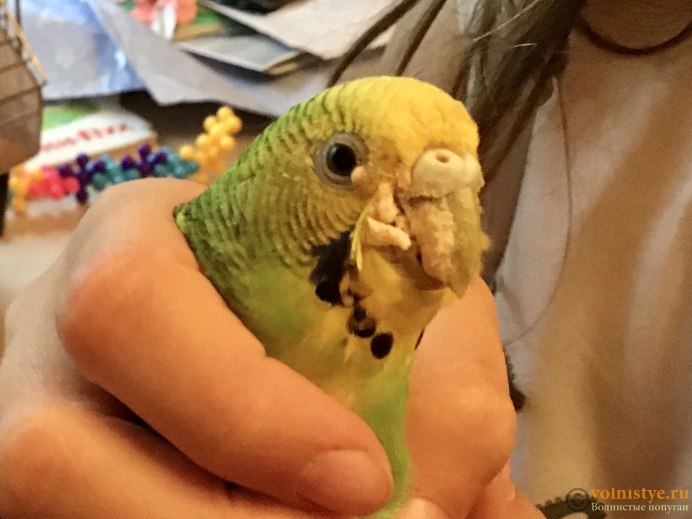 Простывают волнистые попугаи