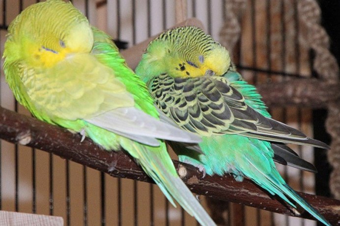 Волнистый попугай нахохливается