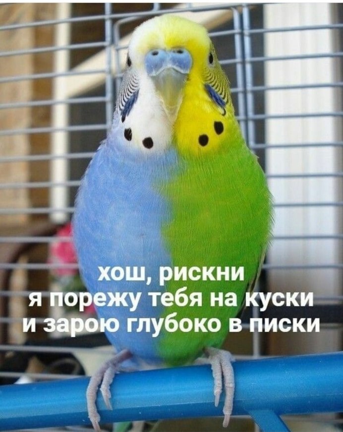 Волнистый попугайчик окрасы