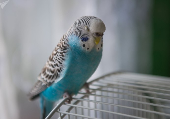 Волнистый попугайчик бельгийский
