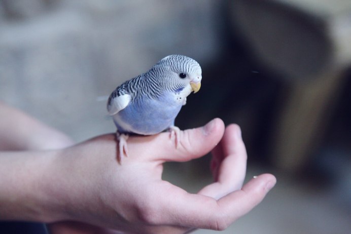 Попугай домашний