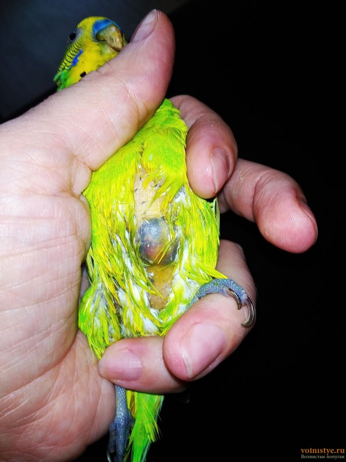 Корелла и волнистый попугай