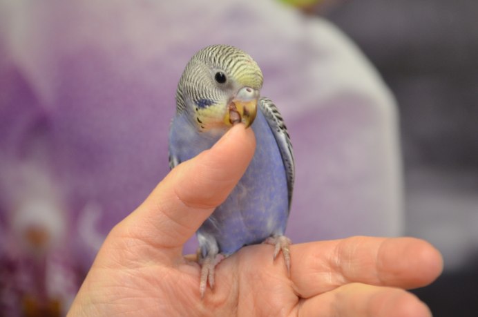 Птенцы волнистых попугаев