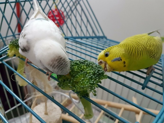 Волнистый попугайчик с колокольчиком