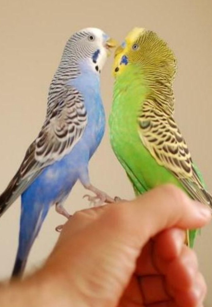 Попугаи волнистые попугайчики девочки