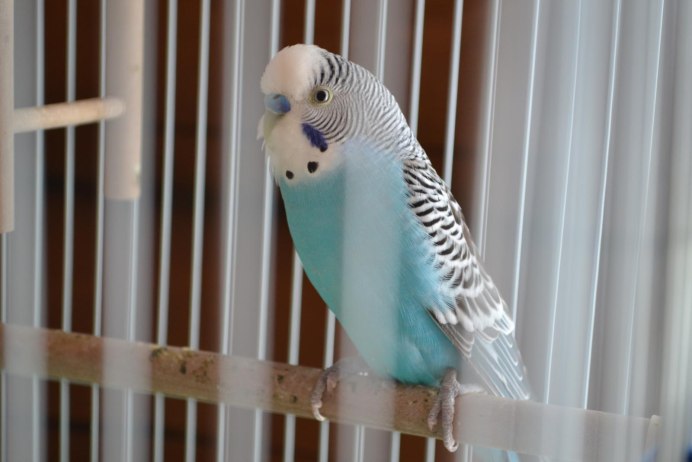 Волнистый попугай оперение