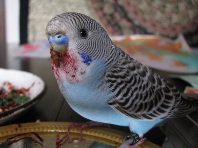 Что едят волнистые попугаи