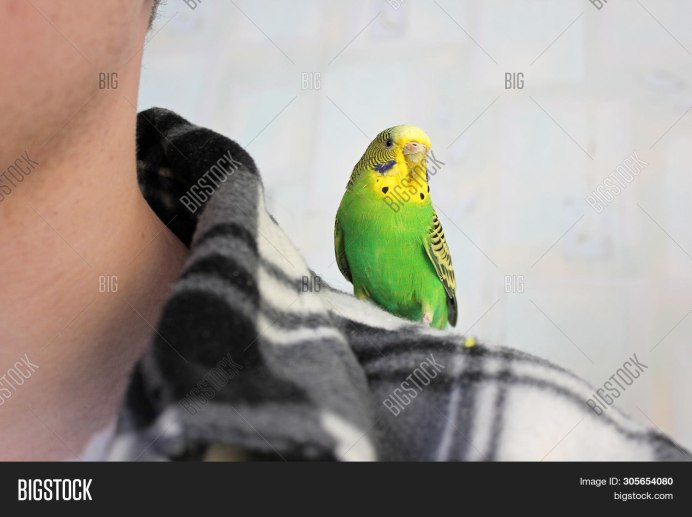 Попугай на плече
