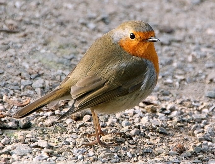 Певчие воробьиные