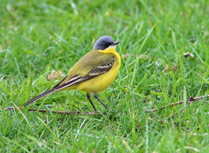 Малая мухоловка птица